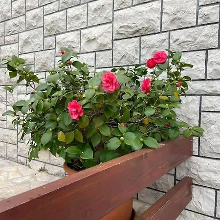 Villa Beachfront With Pool - Myway *