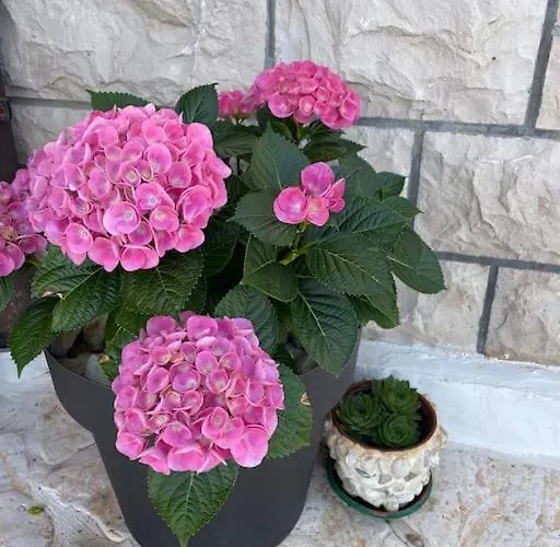 Beachfront With Pool - Myway *